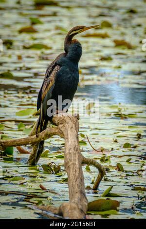Im Sandy Camp Rd Wetlands Reserve Stockfoto