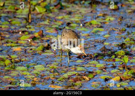 Im Sandy Camp Rd Wetlands Reserve Stockfoto