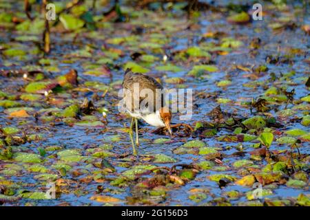 Im Sandy Camp Rd Wetlands Reserve Stockfoto