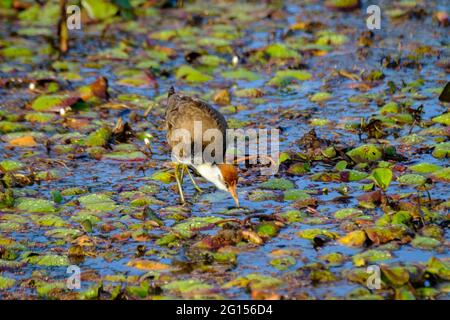 Im Sandy Camp Rd Wetlands Reserve Stockfoto