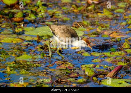Im Sandy Camp Rd Wetlands Reserve Stockfoto