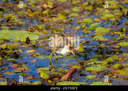 Im Sandy Camp Rd Wetlands Reserve Stockfoto
