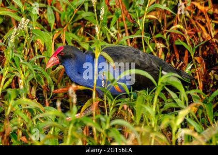 Im Sandy Camp Rd Wetlands Reserve Stockfoto