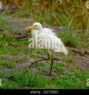 Im Sandy Camp Rd Wetlands Reserve Stockfoto