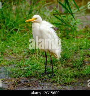 Im Sandy Camp Rd Wetlands Reserve Stockfoto
