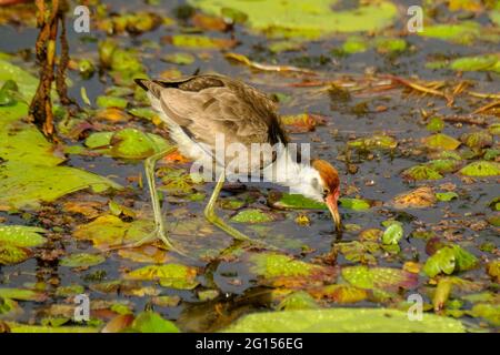 Im Sandy Camp Rd Wetlands Reserve Stockfoto