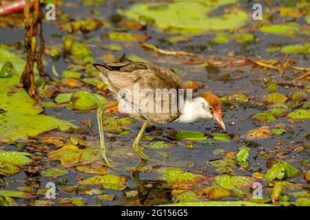 Im Sandy Camp Rd Wetlands Reserve Stockfoto