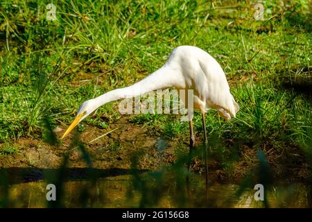 Im Sandy Camp Rd Wetlands Reserve Stockfoto