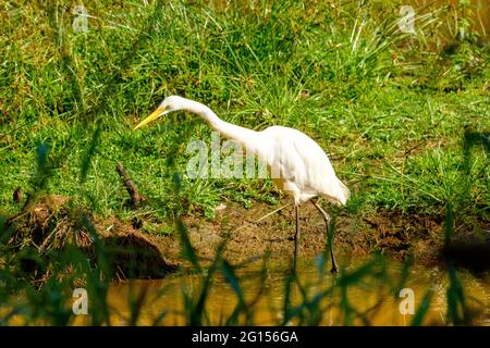 Im Sandy Camp Rd Wetlands Reserve Stockfoto