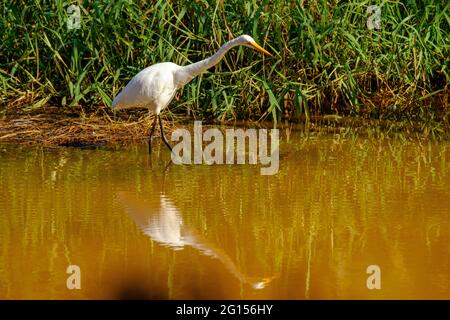Im Sandy Camp Rd Wetlands Reserve Stockfoto