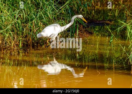 Im Sandy Camp Rd Wetlands Reserve Stockfoto