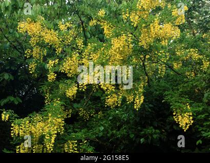 Laburnum x vossii „Watereri“ Stockfoto