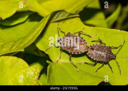 Braune Marmorierte Stinkbugs, Die Sich Paaren Stockfoto