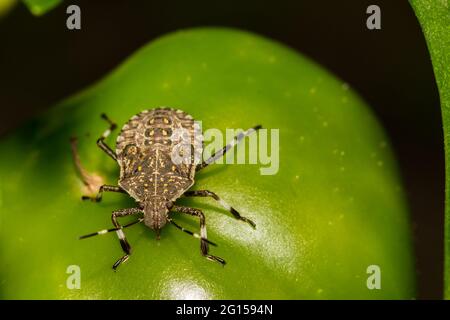 Brauner marmorierter Stink Käfer, der sich im Garten von einem Pfeffer ernährt. Stockfoto