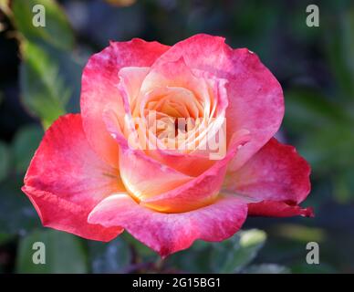 „Tangerine Streams“, Orange Blend, Floribunda Rose in Blüte. San Jose Municipal Rose Garden, San Jose, Kalifornien, USA. Stockfoto
