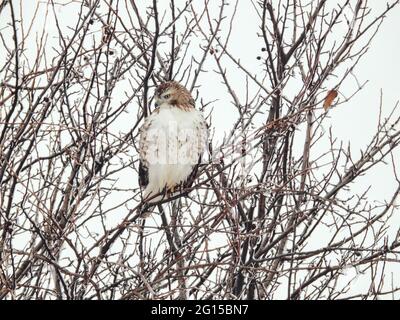 Der Rotschwanzhack schaut an einem Wintertag von Perch zur Seite: Ein Rotschwanzhawk, der auf eisbedeckten Ästen mit ausgeflockenen Federn thront, um zu bleiben Stockfoto