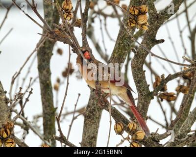 Kardinal auf einem Ast: Die weibliche Nordkardinalvogelin sitzt auf einem Ast, der ihren Schnabel an einem kalten Wintertag in brillantem Braun zwischen zwei Ästen klebt Stockfoto