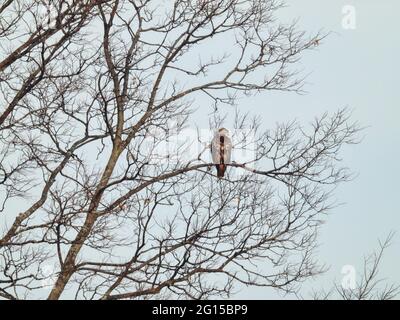 An einem Wintertag überblickt der Rotschwanzhack die Praie: Hoch in einem Baum thront ein Rotschwanzhawk-Raubvögel an einem kalten Wintertag auf dem Feld darunter Stockfoto