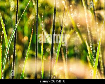 Gras am Morgen: Nahaufnahme Makro von Grashalmen bedeckt mit Tau Tröpfchen reflektieren die Sonne an einem Sommermorgen bei Sonnenaufgang in Landschaft Scenic Stockfoto