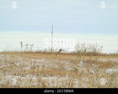 Kurzohreule fliegt über die Prairy: Eine Kurzohreule fliegt über das schneebedeckte Feld auf der Suche nach Nagetieren oder anderen Beutetieren an einem Wintertag Stockfoto