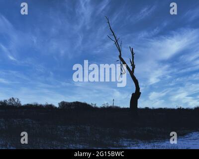 Nahaufnahme von Silhouette eines Baumes bei Dämmerung: Eine Silhouette eines toten Baumes auf der Prärie mit nur wenigen Zweigen, die mit einem am hellblauen Himmel zurückgelassen wurden Stockfoto