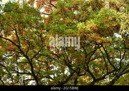 Herbstblätter auf einem Baum: Eine landschaftlich reizvolle Ansicht der herbstlichen Blätter auf einer großen Eiche, die eine Vielzahl von Herbstfarben zeigt, darunter Rot, Orange, Stockfoto