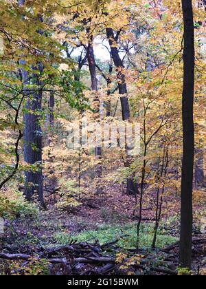 Schönes Herbstblatt im Wald mit einer Mischung aus verschiedenen Baumarten und Blattfarben wie Rot, Orange, Gelb und Grün Stockfoto