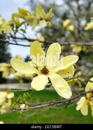 Gelbe Magnolie in voller Blüte: Die ersten Zeichen des Frühlings mit einer voll blühenden gelben Magnolie aus der Nähe an einem sonnigen Frühlingstag in einer Makroansicht Stockfoto