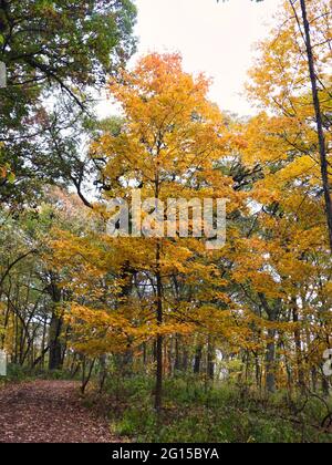 Herbstbäume im Wald: Wunderschön herbstliche Bäume entlang eines mit Blättern bedeckten Wanderweges im Wald an einem schönen Herbsttag Stockfoto