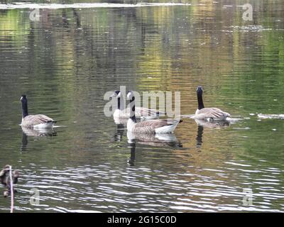 Kanadische Gänse am See: Ein Herbsttag mit kanadischen Gänsen, die durch das Wasser eines Teiches schwimmen, der Herbstblätter und Bäume reflektiert Stockfoto