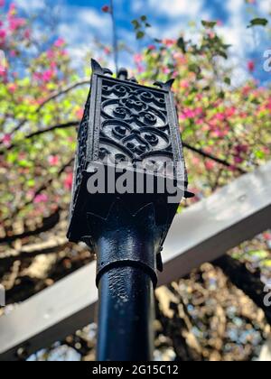 Black Iron Light Post Umgeben von Blumen: Ein atemberaubender Lichtpfosten aus schwarzem Eisen, der nach oben blickt, mit rosa Blüten auf Stielen über verschwommen Stockfoto