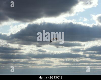 Nördlicher Harrier steigt in Wolken auf: Ein aufsteigender nördlicher Harrier-Greifvogel an einem Herbsttag, an dem die Sonne durch dicke Wolken zu scheinen beginnt Stockfoto