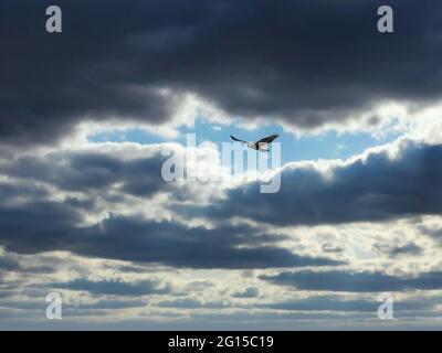 Nördlicher Harrier steigt in Wolken auf: Ein aufsteigender nördlicher Harrier-Greifvogel an einem Herbsttag, an dem die Sonne durch dicke Wolken zu scheinen beginnt Stockfoto