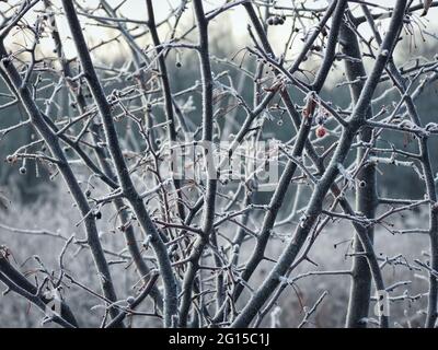 Eiskristalle an einer Beeren am frühen Wintermorgen: An einem frühen, kalten Wintermorgen bilden sich Frost und Eis auf der linken Seite über Beeren, die an verschiedenen Stielen hängen Stockfoto