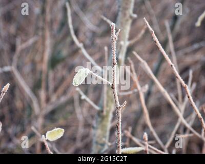 Gefrorenes Blatt an einem Wintermorgen, der von Eisfrost bedeckt ist: Eine Nahaufnahme eines einzelnen Blattes, das an einem schmalen Ast an einem frühen Wintermorgen hängt, der von mir bedeckt ist Stockfoto