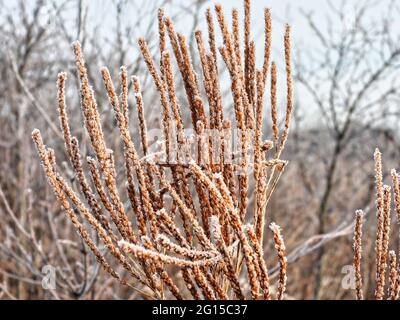 Schilf im Schnee: An diesem braunen Schilf bildet sich an einem frühen Wintermorgen in einem Feld Frost, der weiche Eiskristalle gegen das braune Schilf bildet Stockfoto