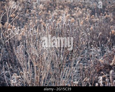 Schilf im Schnee: An diesem braunen Schilf bildet sich an einem frühen Wintermorgen in einem Feld Frost, der weiche Eiskristalle gegen das braune Schilf auf einem Feld bildet Stockfoto