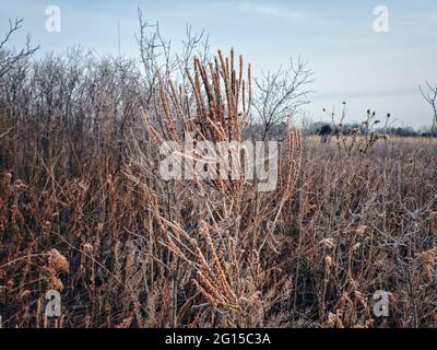 Blume im Schnee: Eingefroren in der Zeit, eine Prärie-Wildblume, bedeckt mit morgendlichen Frost bei einer frühen Wintermorgendlichen Nahaufnahme Stockfoto