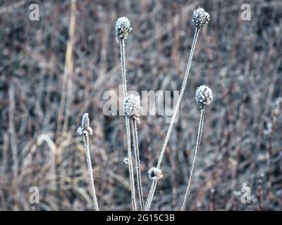 Blumenköpfe im Schnee: Eingefroren in der Zeit, eine Prärie-Wildblume, bedeckt mit morgendlicher Frostbebildung bei einer frühen Wintermorgendsicht Stockfoto