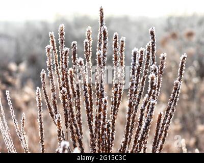 Schilf im Schnee: An diesem braunen Schilf bildet sich an einem frühen Wintermorgen in einem Feld Frost, der weiche Eiskristalle gegen das braune Schilf bildet Stockfoto