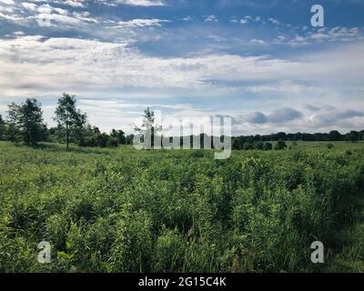 Feld und Himmel: Sommer auf der Prärie mit einer leuchtend grünen Wiese und blauem Himmel mit Anklängen an einen bewaldeten Wald im Hintergrund und flauschigen Wolken Stockfoto