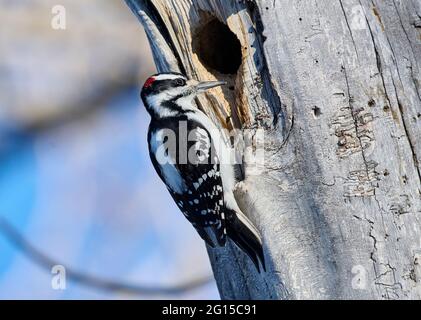 Hairy Specht (Picoides villosus), Calgary, Carburn Park, Alberta, Kanada Stockfoto