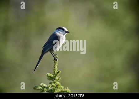 Canada Jay (Perisoreus canadensis), AKA Whisky Jack Grey Jay, Camp Robber, Spray Valley Provincial Park, Kananaskis Country, Alberta, Kanada Stockfoto