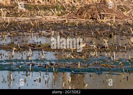 Die Holzente, Weibchen mit Enten Stockfoto