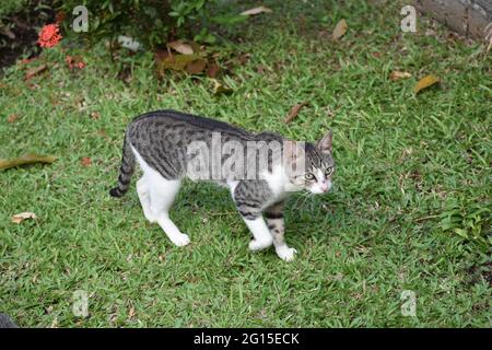 Katzen wandern durch den Kingstown Botanical Garden, St. Vincent und die Grenadinen. Stockfoto