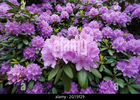 Hamburg, Deutschland. Juni 2021. Ein Mann macht ein Foto von blhenden  Rhododendronen auf dem Ohlsdorfer Friedhof. Die Rhododendren blhen in  allen erdenklichen Farben. Mehr als 200 verschiedene Arten wachsen auf dem  Parkfriedhof.