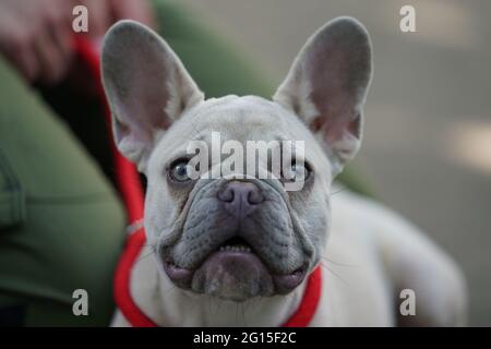 Hamburg, Deutschland. Juni 2021. Charly, eine sechs Monate alte französische Bulldogge, liegt neben einem Tierpfleger. Charly wurde im Alter von 8 bis 12 Wochen über den Online-Marktplatz eBay Kleinanzeigen gekauft und nach zwei Monaten wieder im Tierheim in Hamburg übergeben. Tierheime im Norden fürchten eine Welle von Übergaben von Haustieren, die in der Corona-Pandemie erworben wurden, wenn der Alltag mit Bürotagen und Feiertagen zurückkehrt. (To dpa 'Animal Shelters Fear Wave of Surrender of Animals after Lockdown') Quelle: Marcus Brandt/dpa/Alamy Live News Stockfoto