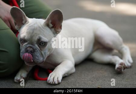 Hamburg, Deutschland. Juni 2021. Charly, eine sechs Monate alte französische Bulldogge, liegt neben einem Tierpfleger. Charly wurde im Alter von 8 bis 12 Wochen über den Online-Marktplatz eBay Kleinanzeigen gekauft und nach zwei Monaten wieder im Tierheim in Hamburg übergeben. Tierheime im Norden fürchten eine Welle von Übergaben von Haustieren, die in der Corona-Pandemie erworben wurden, wenn der Alltag mit Bürotagen und Feiertagen zurückkehrt. (To dpa 'Animal Shelters Fear Wave of Surrender of Animals after Lockdown') Quelle: Marcus Brandt/dpa/Alamy Live News Stockfoto