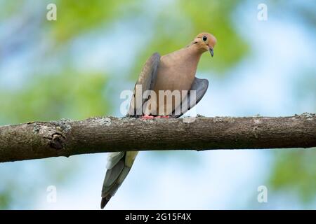 Trauertaube, (Zenaida macroura), Vogel Stockfoto