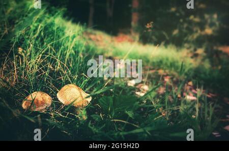 Porcini-Pilze auf einer Lichtung am Straßenrand im Wald in Polen bei schönem Wetter und üppigen grünen Wiesen. Sommer am Rande. Stockfoto